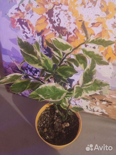 Педилантус