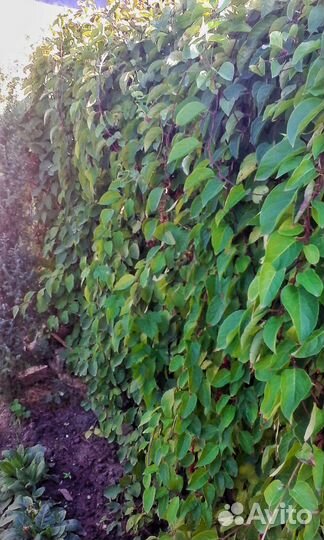 Лимонник китайский саженец