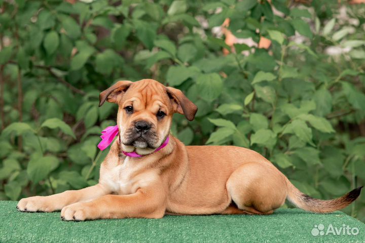 Щенки кадебо