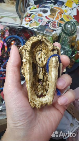 Череп бульдога