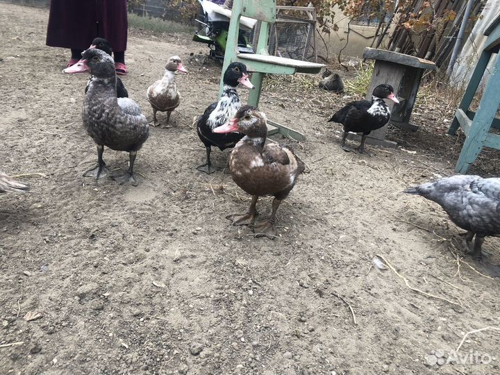 Утки муларды