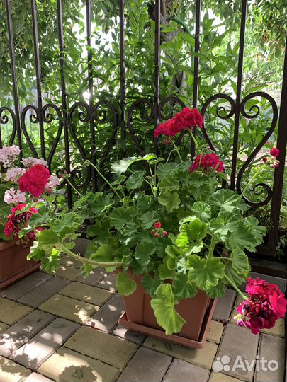 Продаю Герань пеларгония