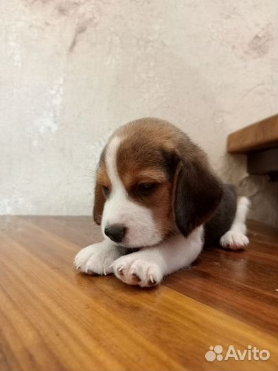 Щенки бигль