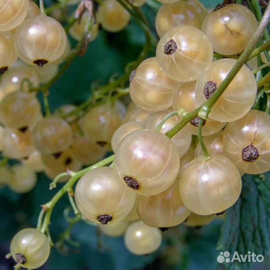 Белая смородина