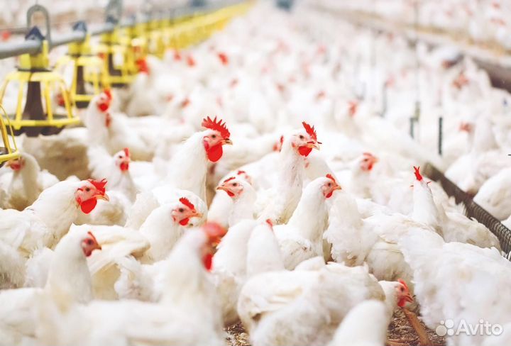 Разнорабочий на птицефабрику/Вахта