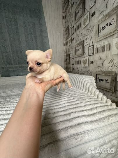 Щенки чихуахуа