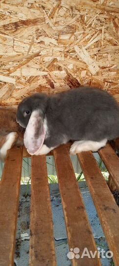 Кролик французский баран