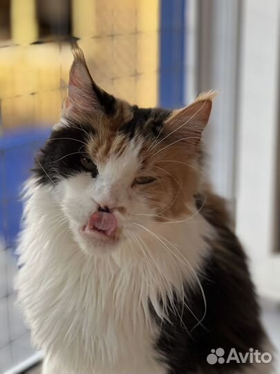 Девочка мейн кун в добрые руки