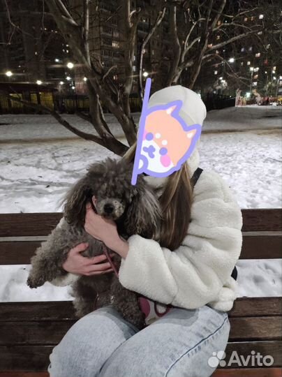 Выгул собак / зооняня