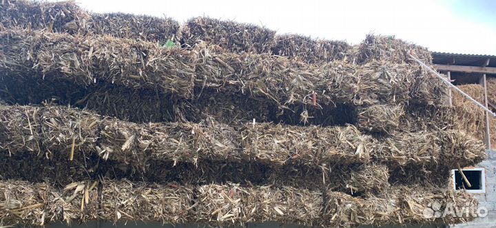 Кукурузное Сено