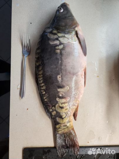 Карп живой горбатый