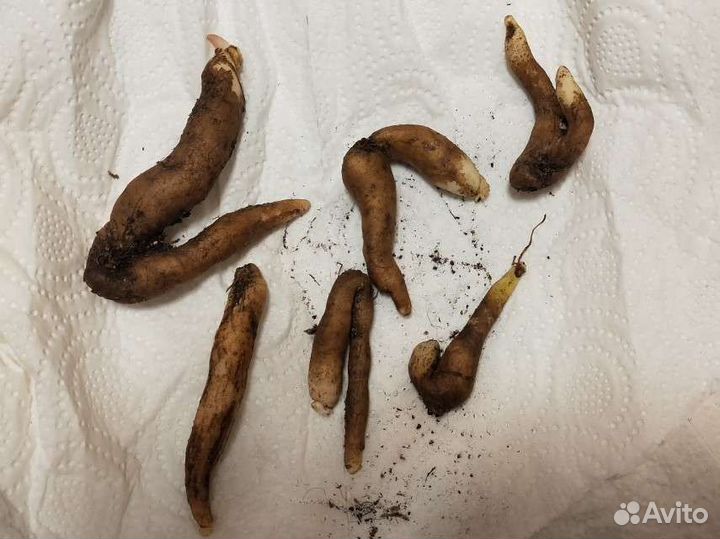 Глориоза Ротшильда