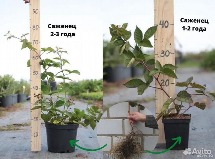 Саженцы ежевики