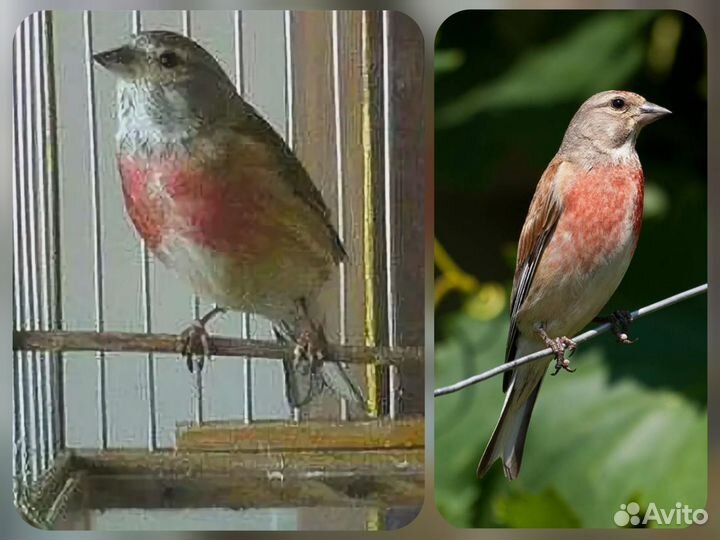 Певчие птицы