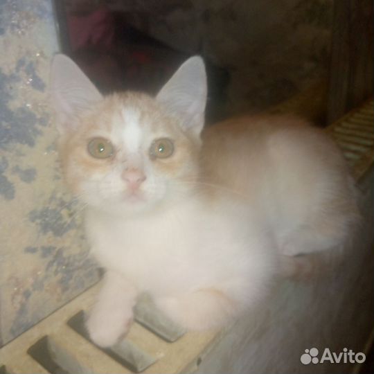 Отдам бесплатно животные