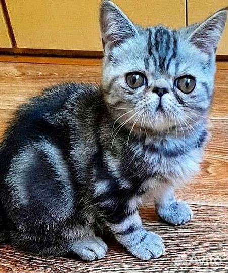 Экзотический мальчик