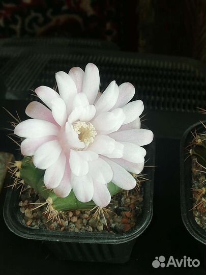 Gymnocalycium