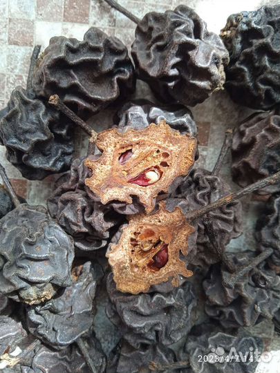 Копченая груша, культурка