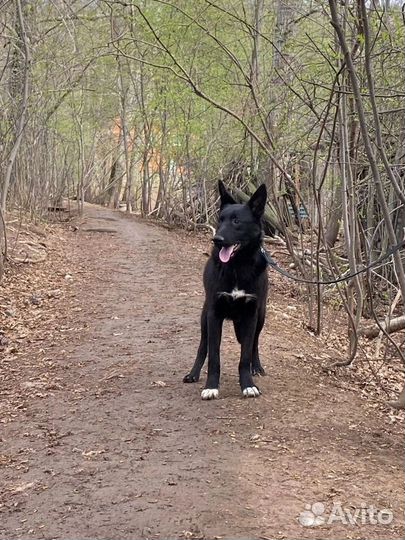 Собака в добрые руки