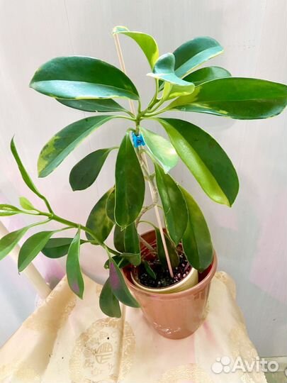 Фагрея вариегатная