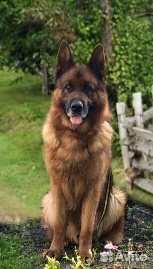 Кобель немецкой овчарки