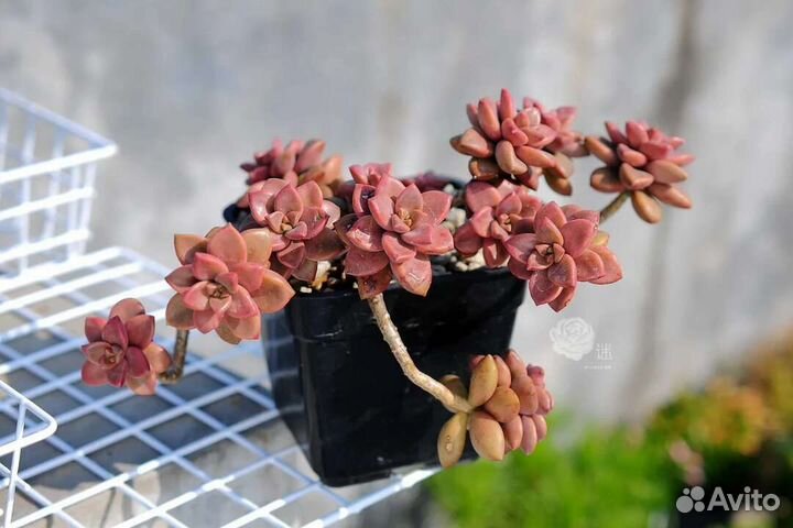 Graptoveria gilva