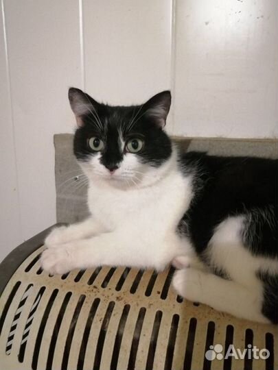 Кошка в дар в добрые руки здорова стерилизована