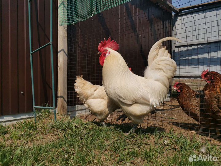 Подрощенные курочки и петушки