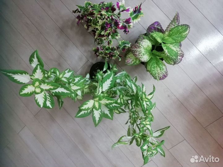 Колеус аватар,бегония Черный Вельвет