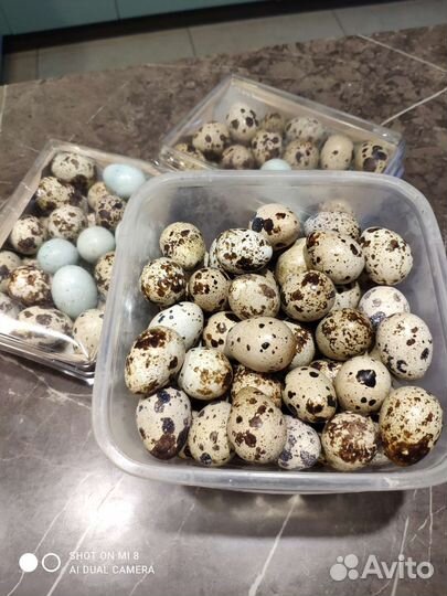 Яйца перепелиные домашние