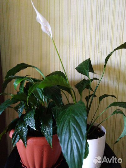 Комнатные цветы в горшках и черенками