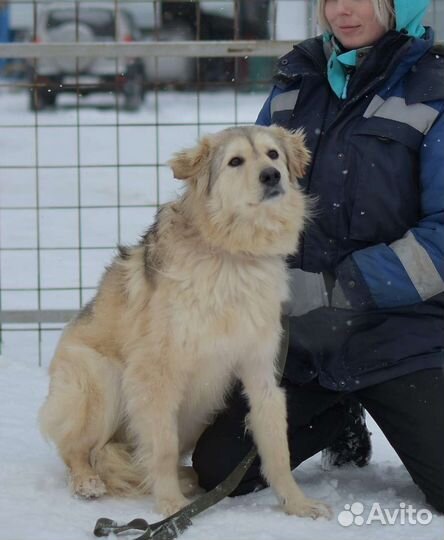 Собака в добрые руки отдам бесплатно