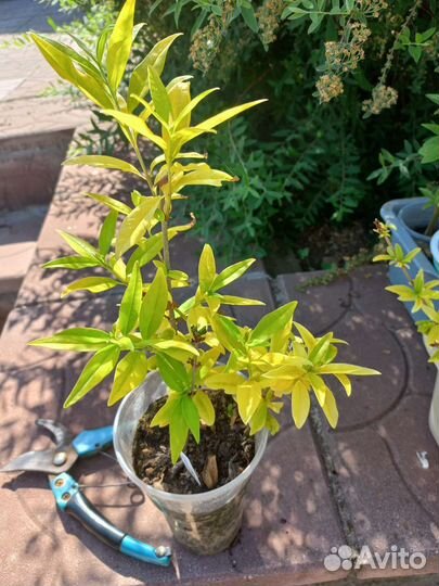 Бирючина золотистая