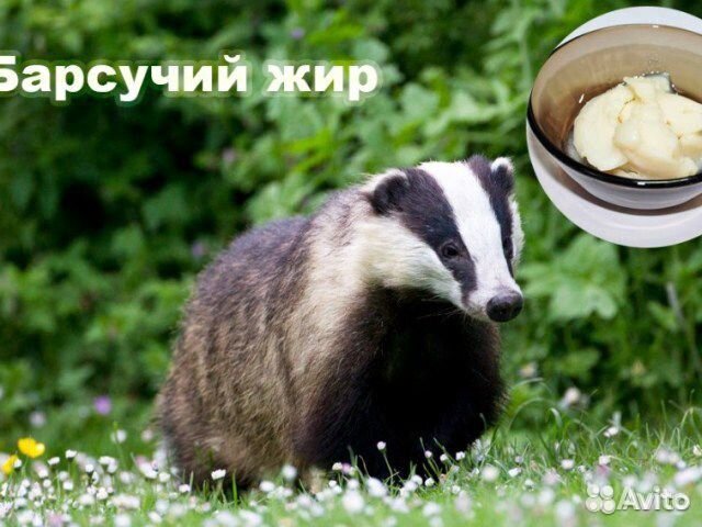 Барсучий жир, жир барсука,производство