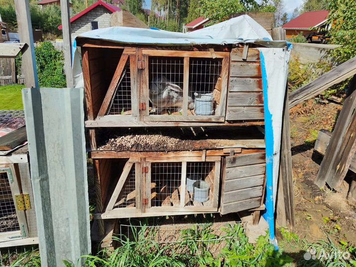 Кролики с клетками