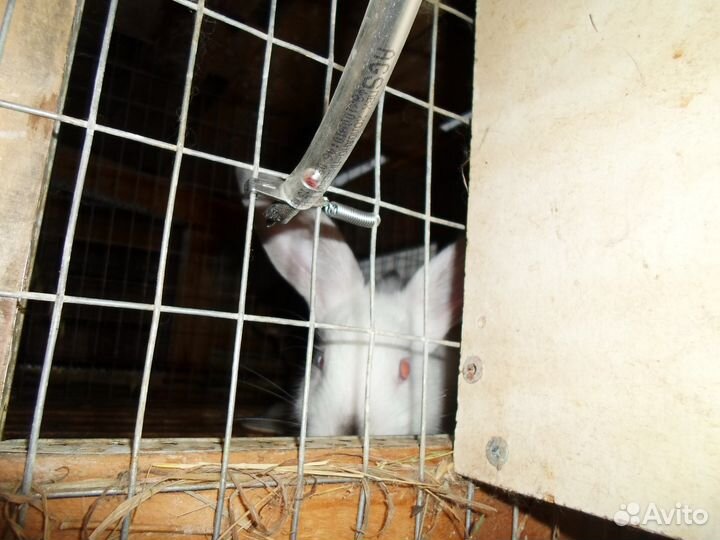 Поилки ниппельные для кроликов, птиц