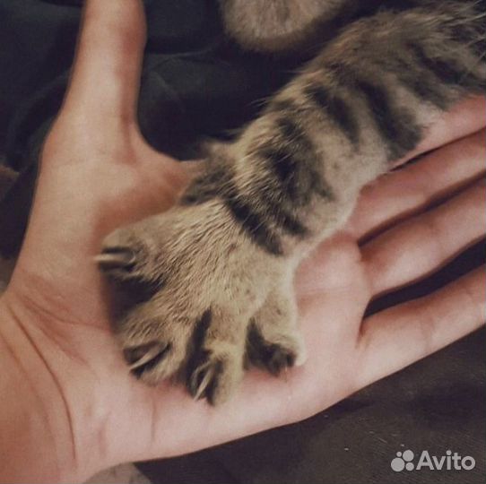 Передержка домашних питомцев в семье