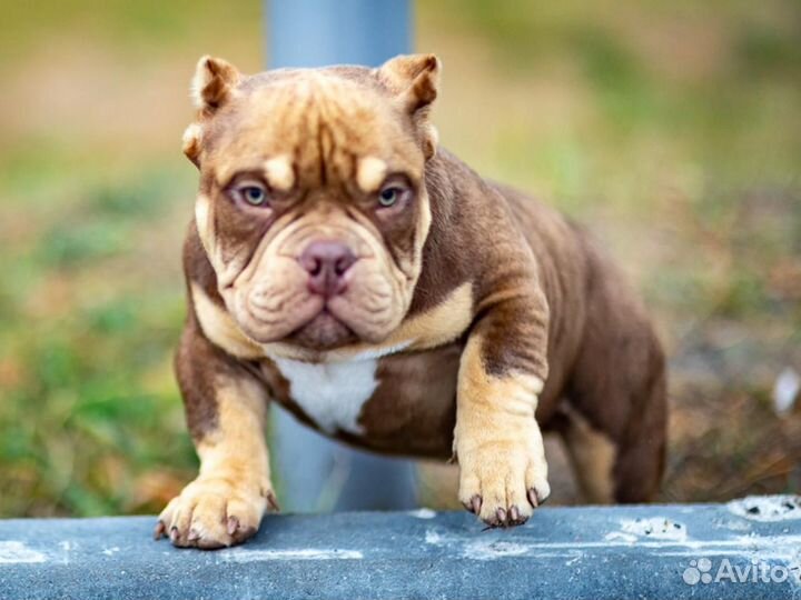 Щенки Американского Булли