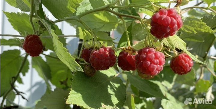 Саженцы.Ремонтантная малина красная