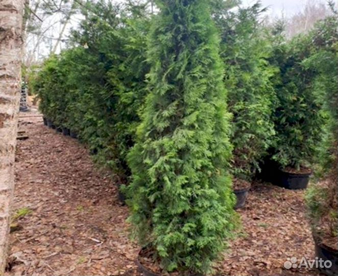 Живая изгородь для ландшафта