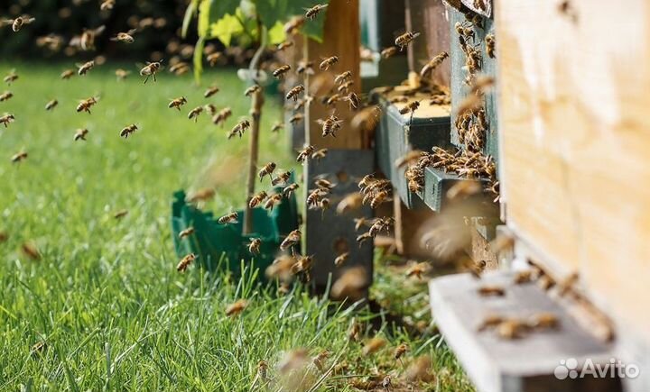 Мёд 2023 натуральный с Алтая опт