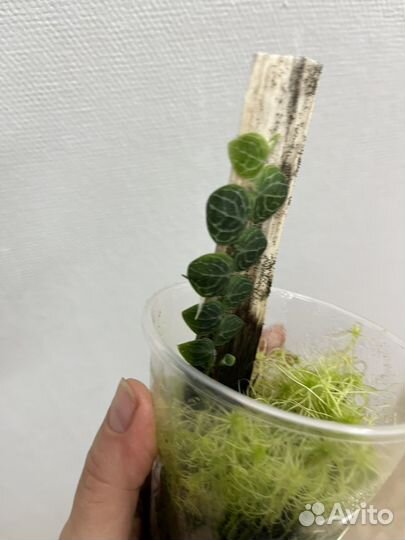 Рафидофора криптанта растение для флорариума