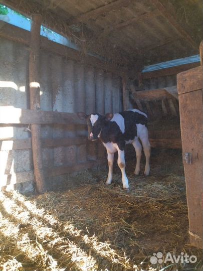 Телочка 1 месяц