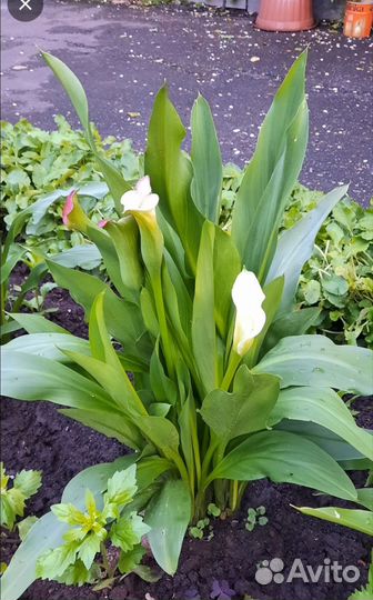 Луковицы Каллы