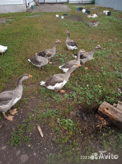 Гуси,утки,селезень