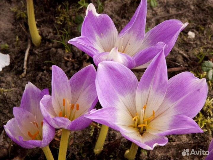Безвременник, луковицы. Цветы. Садовые Растения