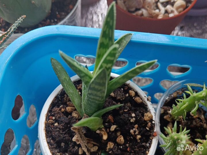 Суккуленты