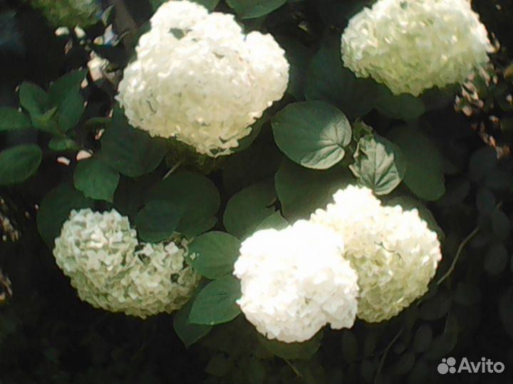 Гортензия белая
