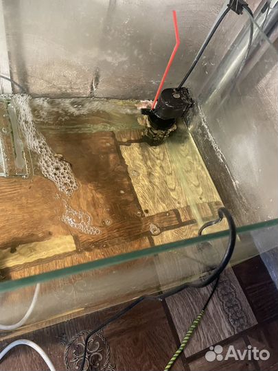 Отдам в добрые руки черепашку