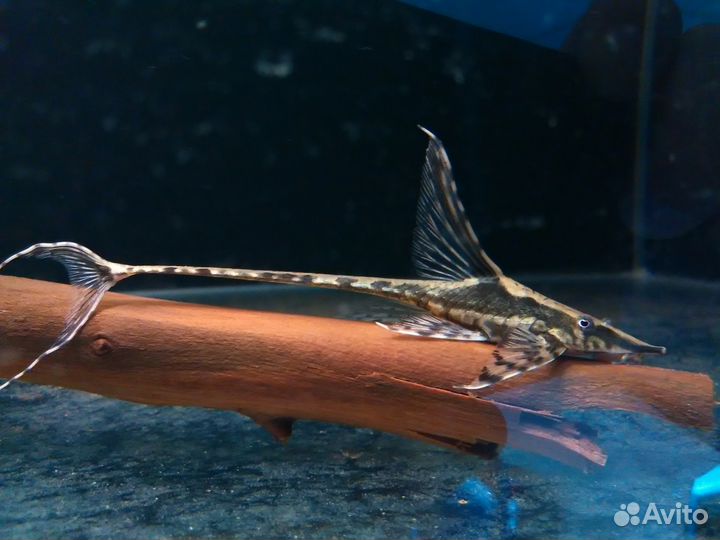 Неоны, апистограмма, барбусы, скалярии, сомики